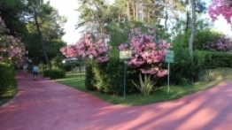 Kemping Pino Mare - zdjęcie 15