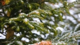 Spacer po Zieleńcu - zdjęcie 4