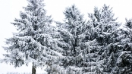 Spacer po Zieleńcu - zdjęcie 17