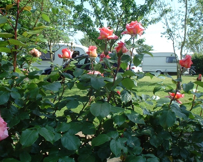 zobacz camping - zdjęcie 6