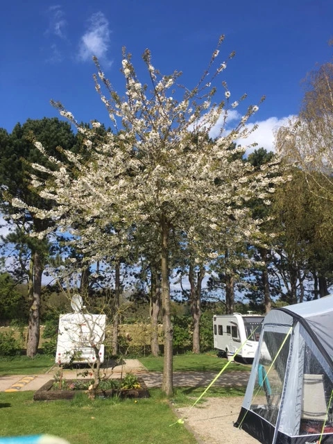 Overbrook Caravan Park - zdjęcie 1