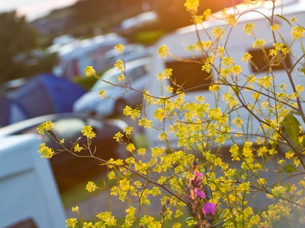 Polmanter Tourist Park - zdjęcie 3