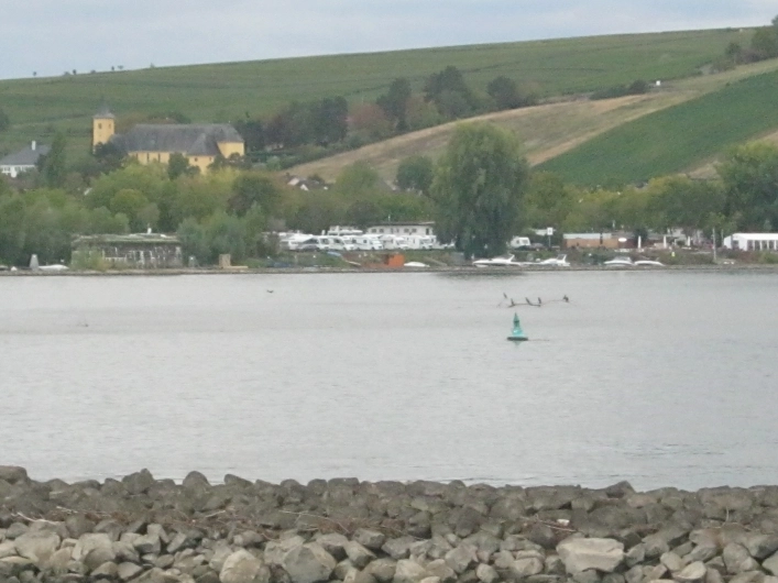 WoMo  Stellplatz Bingen - zdjęcie 3