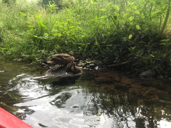 Galeria - zdjęcie 19