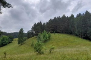 Pasieka Giławy - zdjęcie 0