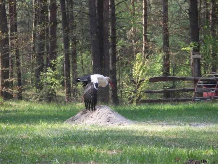 Cierzpięty - zdjęcie 2