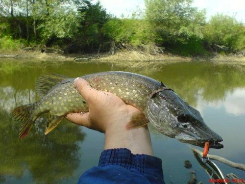 Galeria - zdjęcie 19