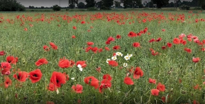 zobacz camping - zdjęcie 9