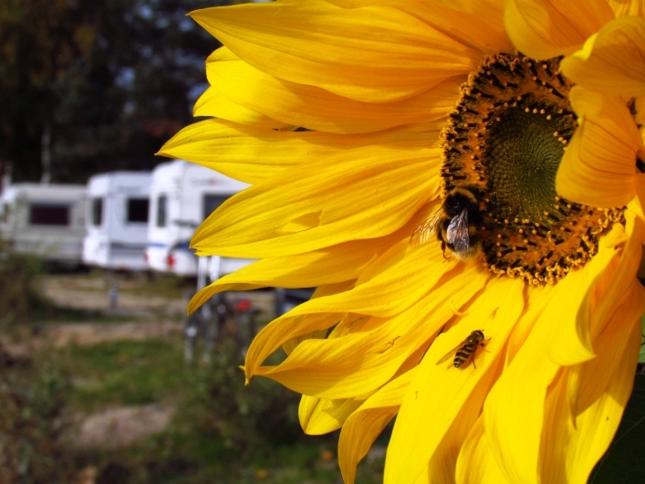 Camping nr 72 Małe Morze - zdjęcie 4