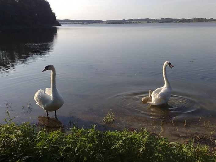 Miejscówka 019 - Jezioro Wiejskie - zdjęcie 3