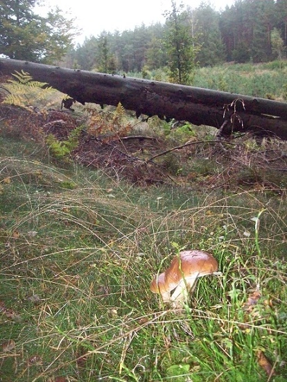 Miejscówka 134 - Czarna Dąbrowa - zdjęcie 3