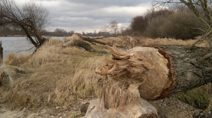 Miejscówka 176 - Gulczewo - zdjęcie 4