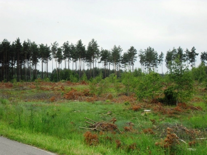 Miejscówka 201 - Chwarzno las - zdjęcie 2