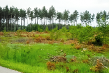 Miejscówka 201 - Chwarzno las - zdjęcie 0