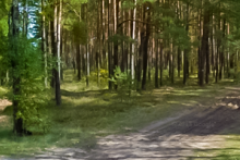 Miejscówka 202 - Suchobrzeźnica las - zdjęcie 0