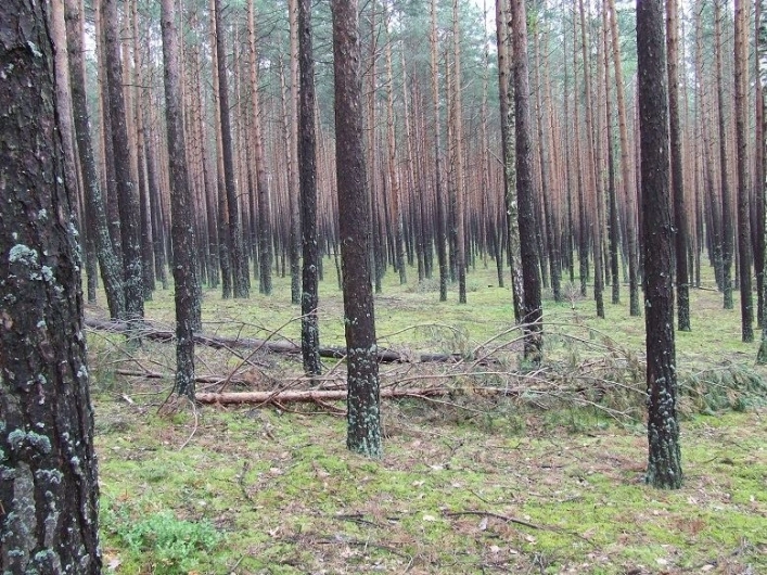 Miejscówka 280 - stawy Echo - zdjęcie 3