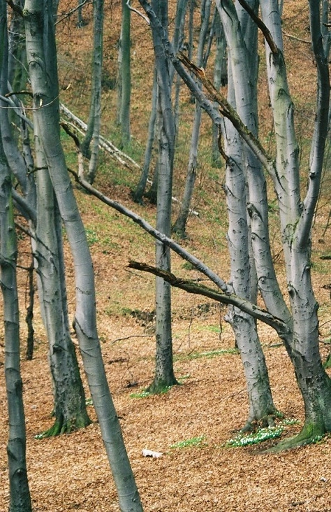 Miejscówka 293 - Gdynia IV - zdjęcie 2