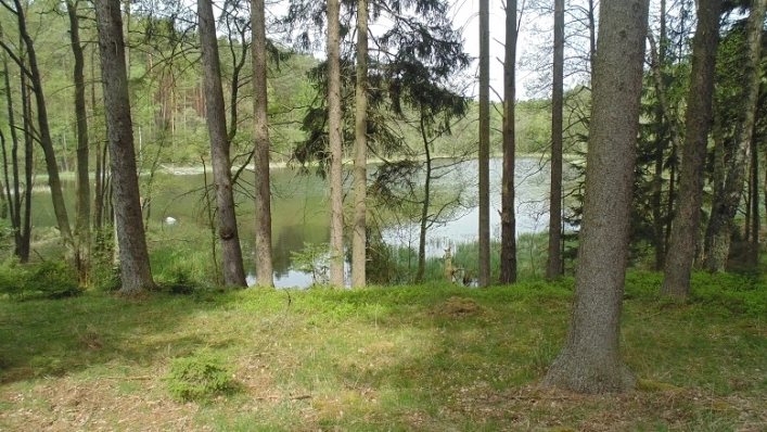 Miejscówka 310 - nad jeziorkiem w lesie - zdjęcie 2