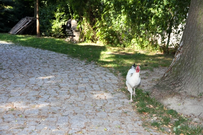 Galeria - zdjęcie 12