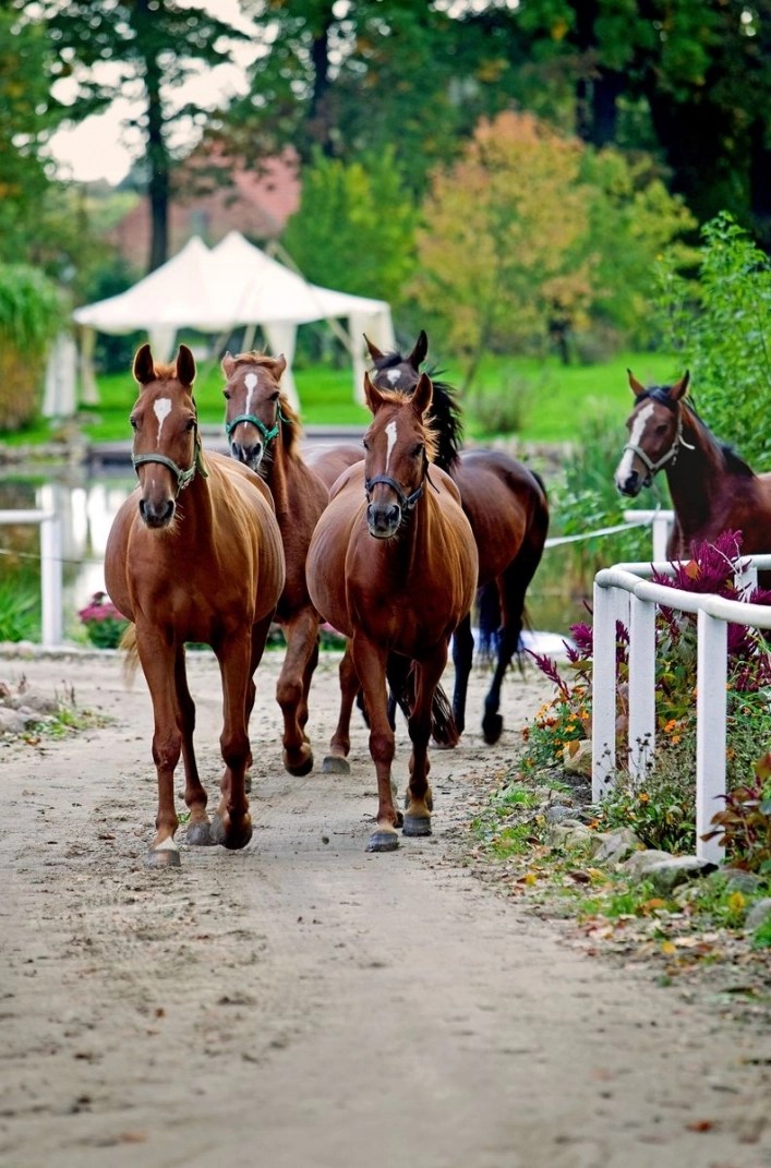 Galeria - zdjęcie 10
