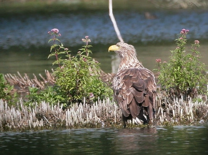 zobacz camping - zdjęcie 1