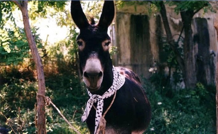 nasza oferta - zdjęcie 10