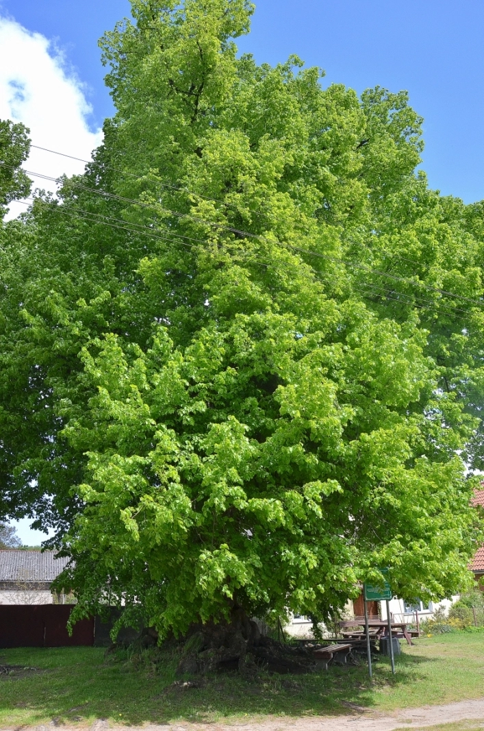 Galeria - zdjęcie 1