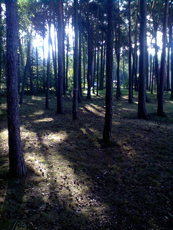 Galeria - zdjęcie 7