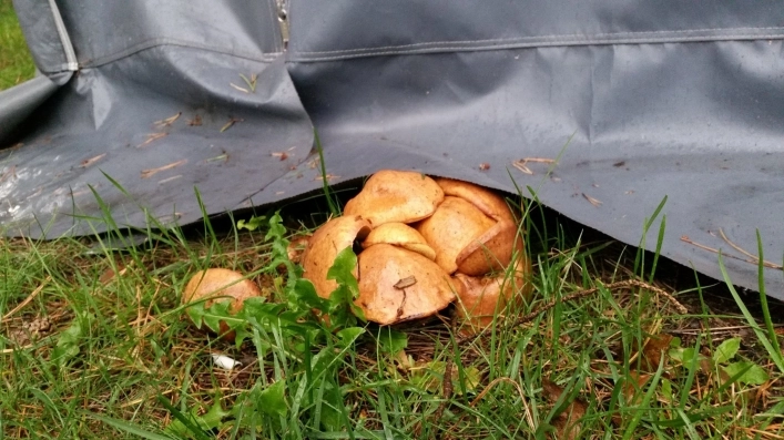 Galeria - zdjęcie 1