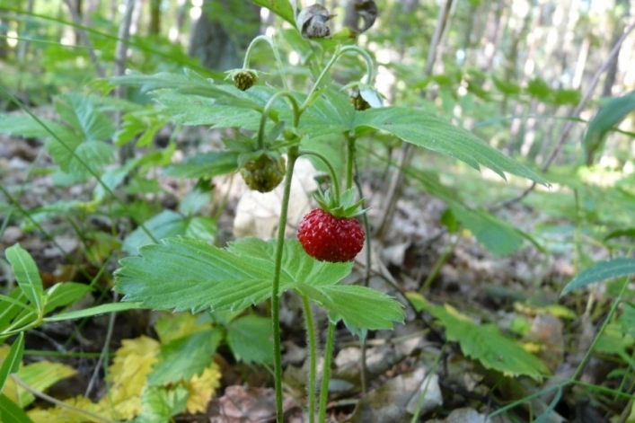 Autocamping Zralok - zdjęcie 1