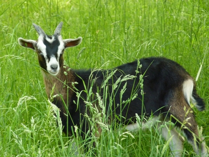 Camping Roznov - zdjęcie 4