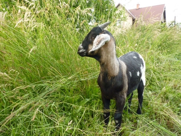 Camping Roznov - zdjęcie 3