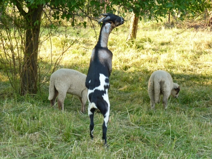 Camping Roznov - zdjęcie 1