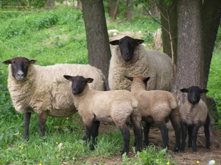 zobacz camping - zdjęcie 5