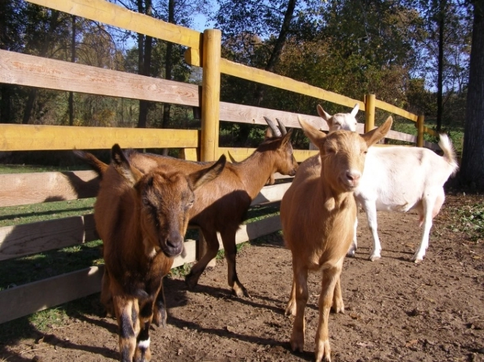 zobacz camping - zdjęcie 4