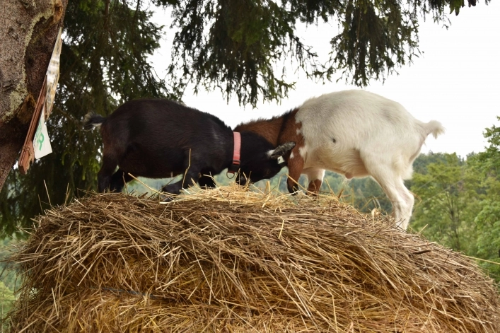 zobacz camping - zdjęcie 1