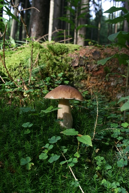 zobacz camping - zdjęcie 17