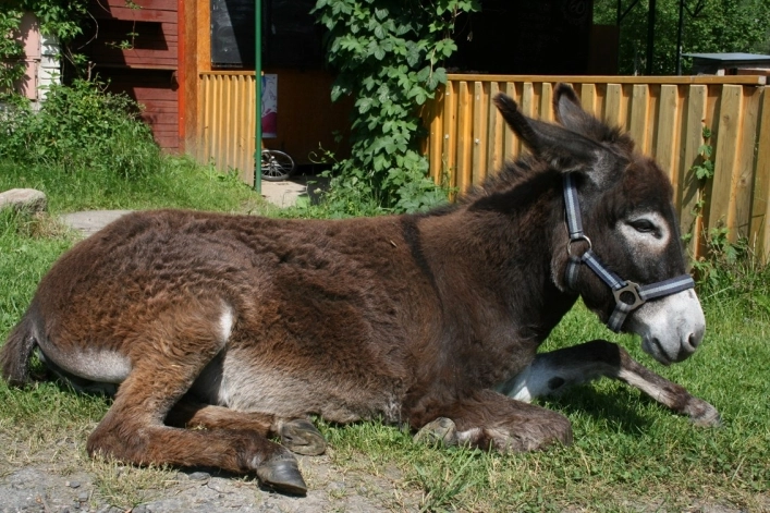 zobacz camping - zdjęcie 16