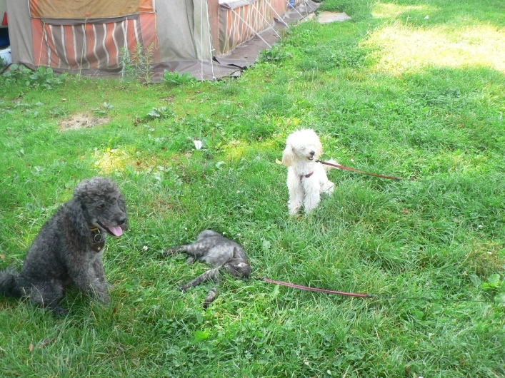 zobacz camping - zdjęcie 10