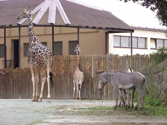 zobacz camping - zdjęcie 13