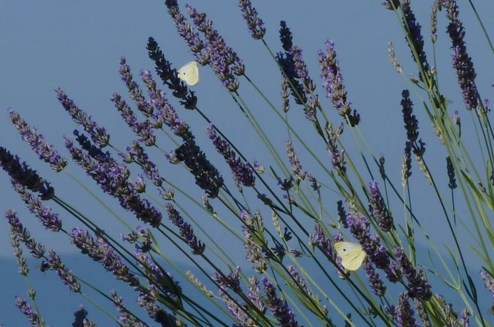 zobacz camping - zdjęcie 37