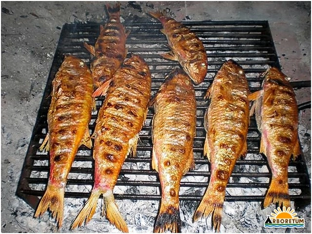 zobacz camping - zdjęcie 9