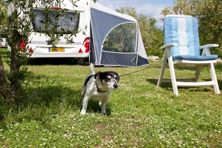 zobacz camping - zdjęcie 12