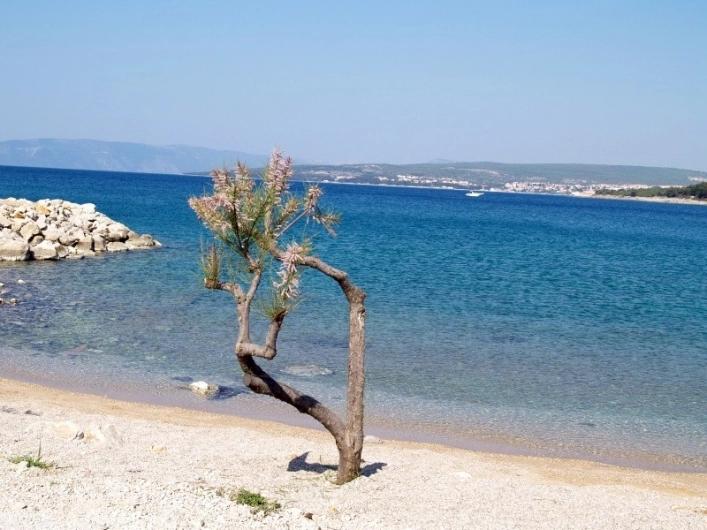 Camping Maslinik - zdjęcie 1