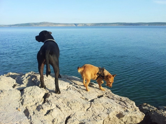 Camping Pinus - zdjęcie 4