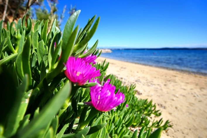 Camping Sovinje - zdjęcie 2