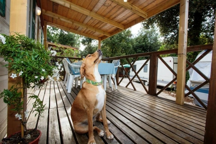 zobacz camping - zdjęcie 7