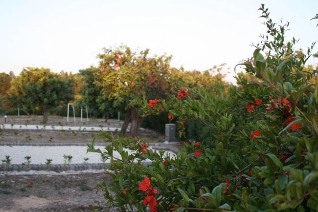 Agri Camping Terra del sole - zdjęcie 4