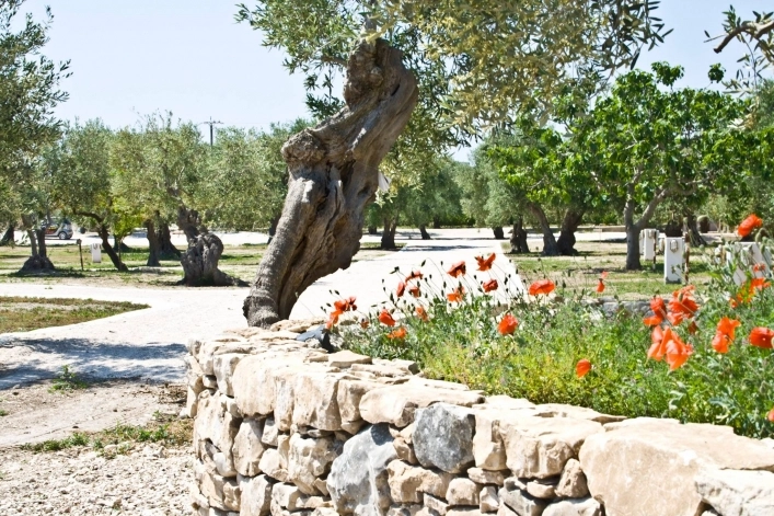 AgriCampeggio Brezza Tra Gli Ulivi - zdjęcie 2