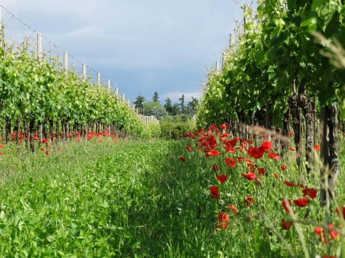 zobacz camping - zdjęcie 13